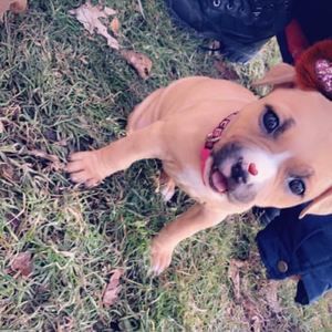 Meet your Posher, Sierra